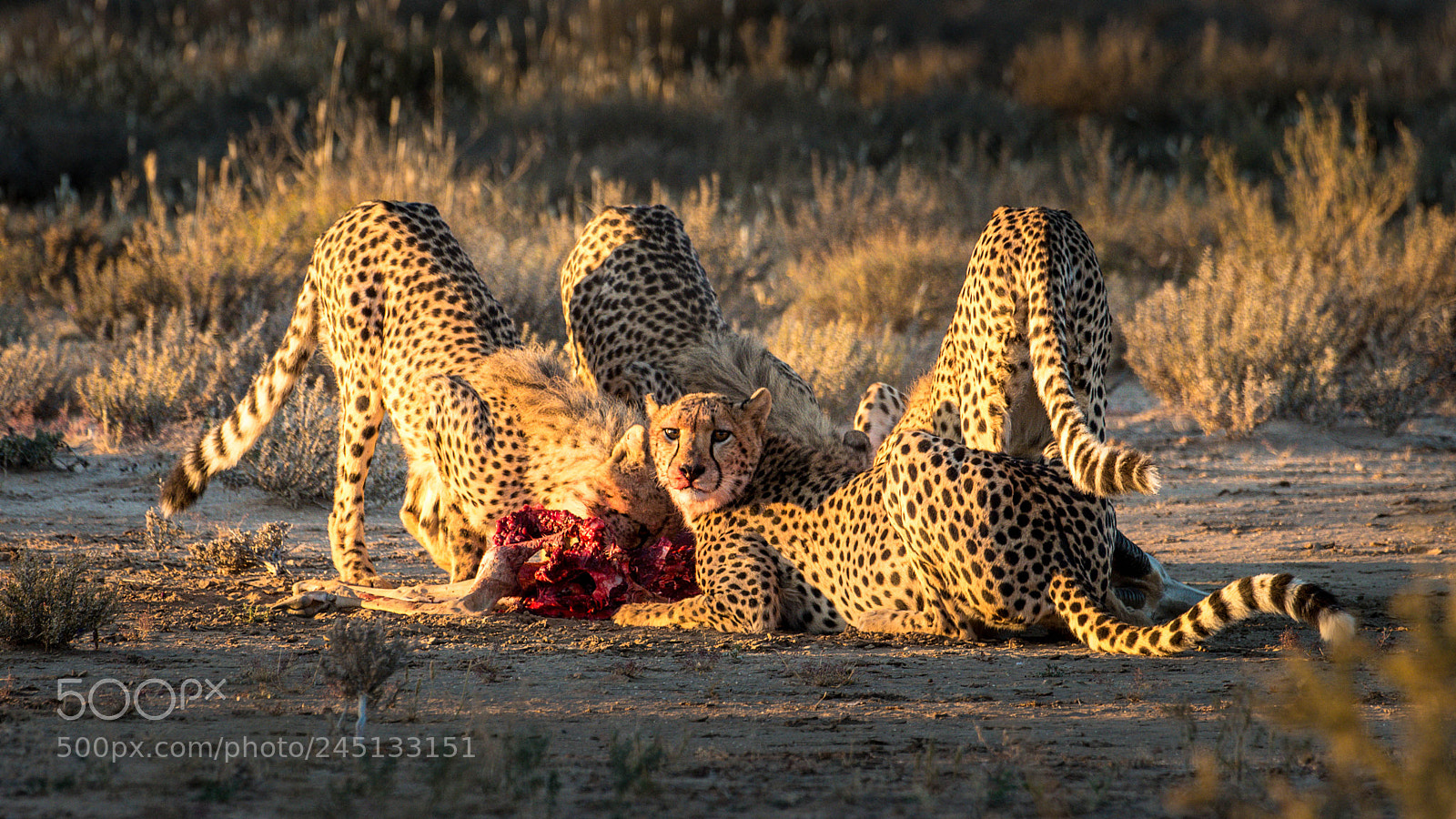 Pentax K-5 II sample photo. Cheetahs on a kill photography