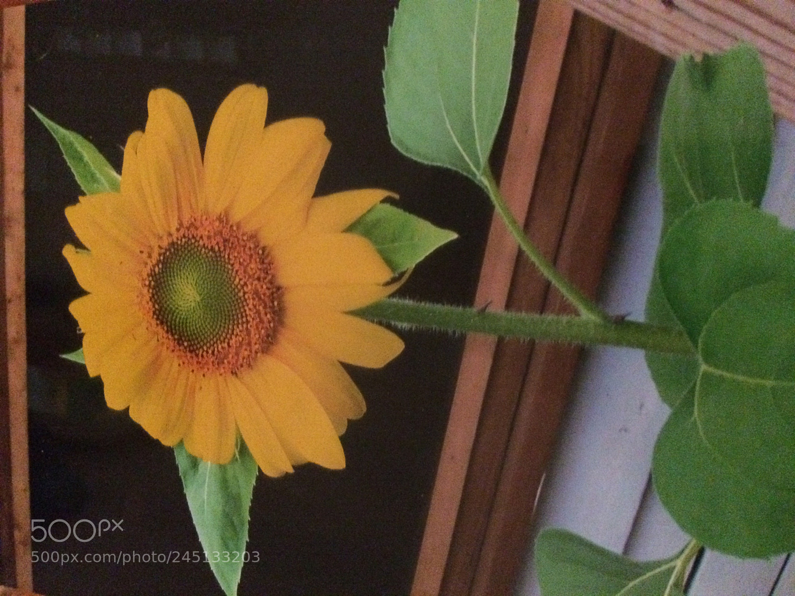 Apple iPhone 5s sample photo. Sunflower photography