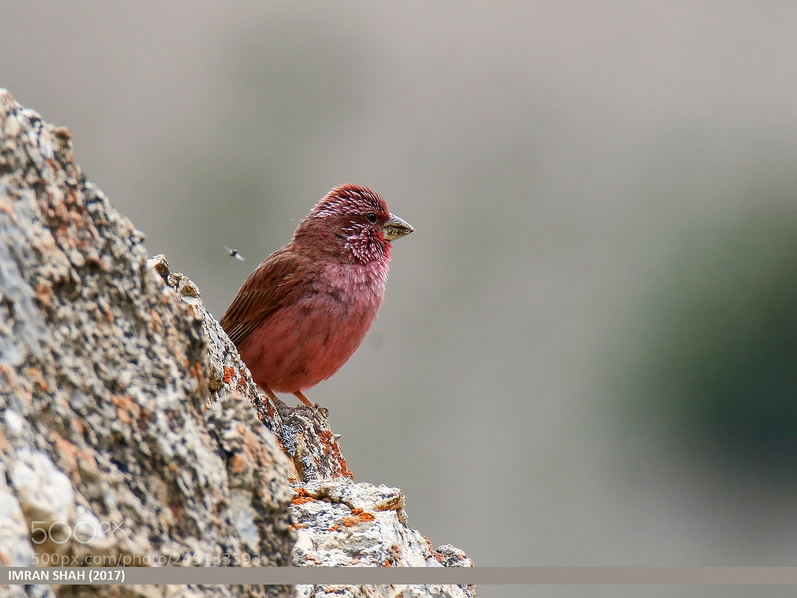 Canon EOS 7D Mark II sample photo. Red-mantled rosefinch (carpodacus rhodochlamys) photography