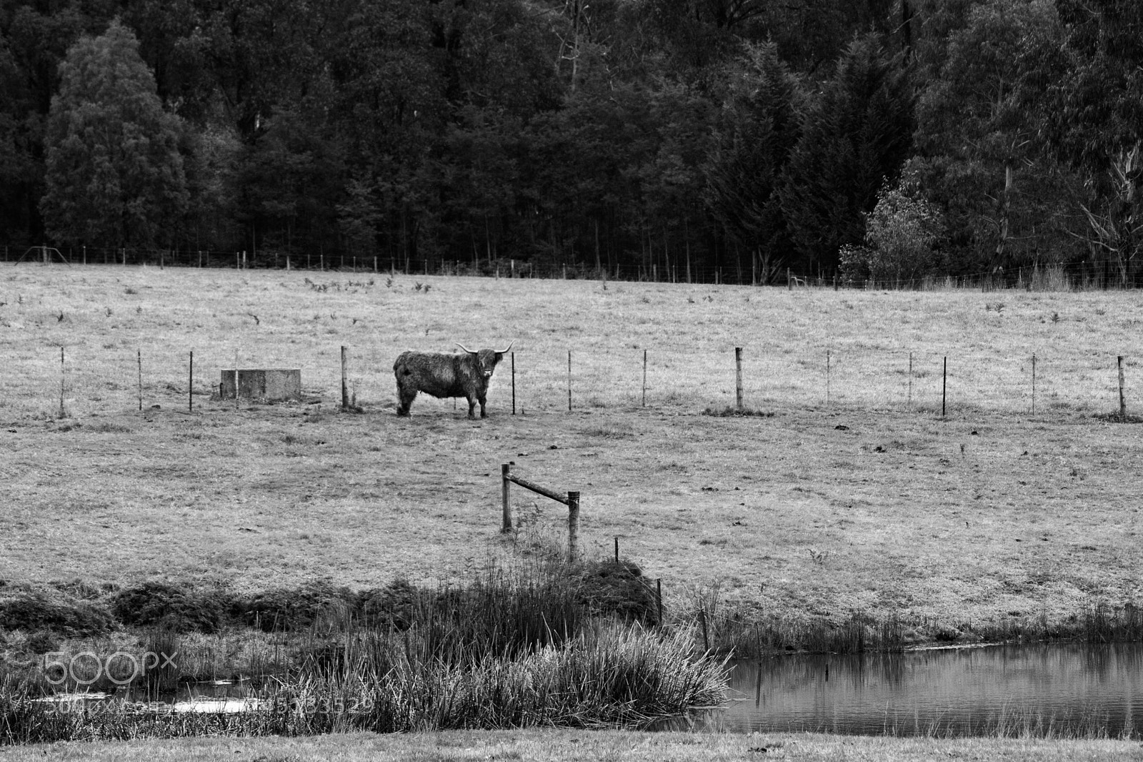 Canon EOS 760D (EOS Rebel T6s / EOS 8000D) sample photo. Moo photography