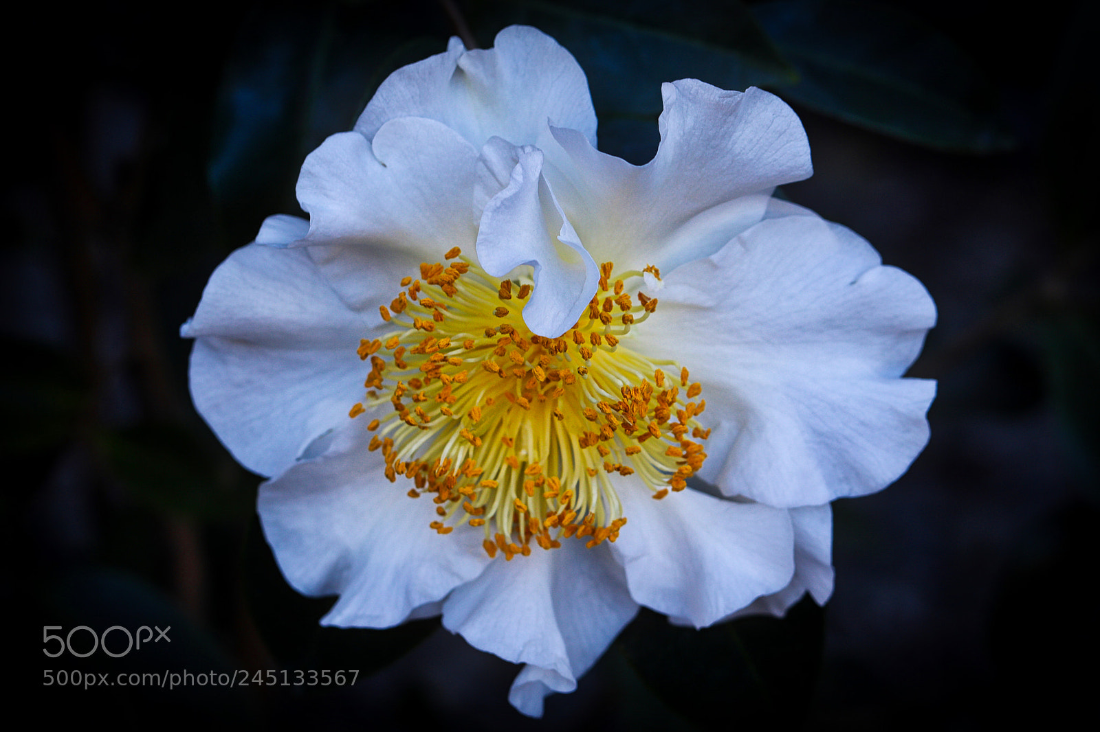 Canon EOS 77D (EOS 9000D / EOS 770D) sample photo. Camellia japonica photography