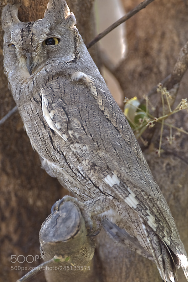 Nikon D300 sample photo. Pallid scope owl photography