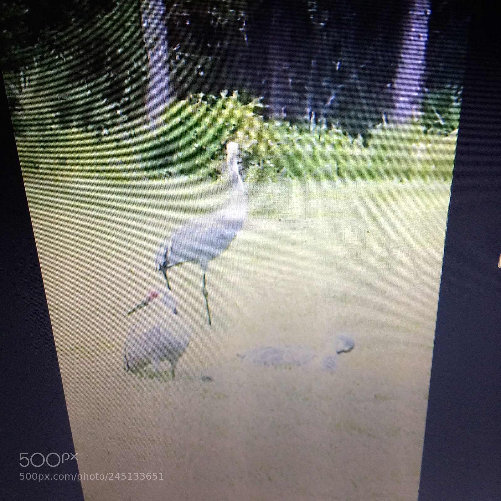 Apple iPhone 5s sample photo. Birds photography