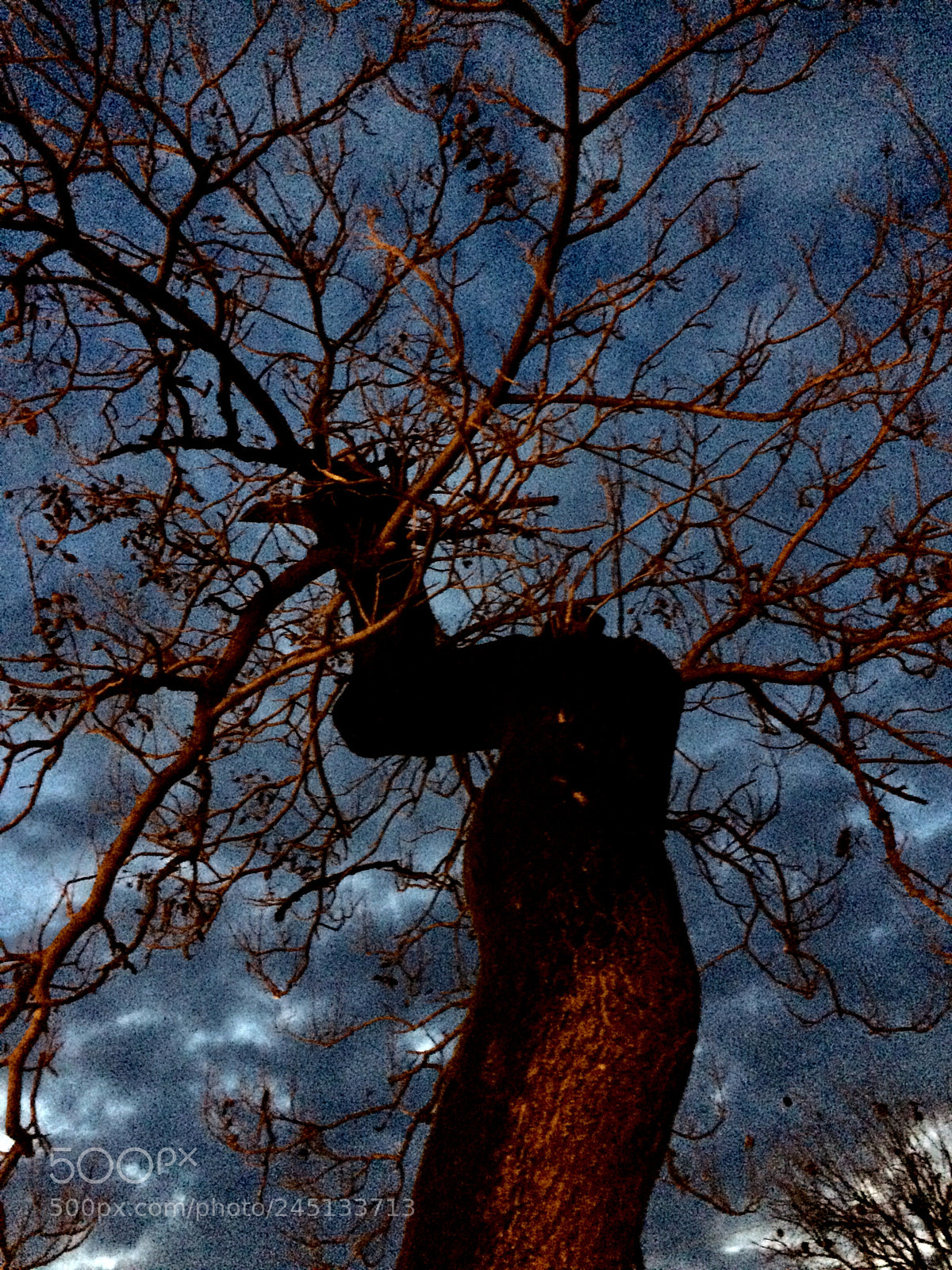 Apple iPhone 5s sample photo. Trees photography