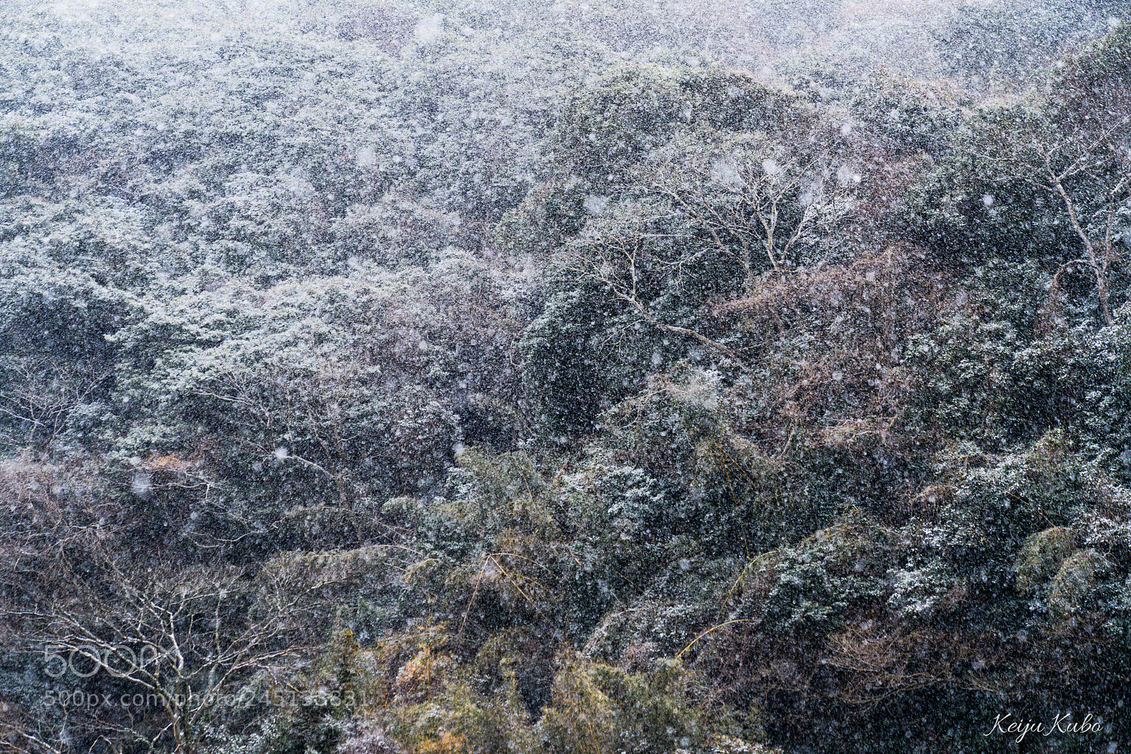 Sony a7R III sample photo. Snow starts falling photography