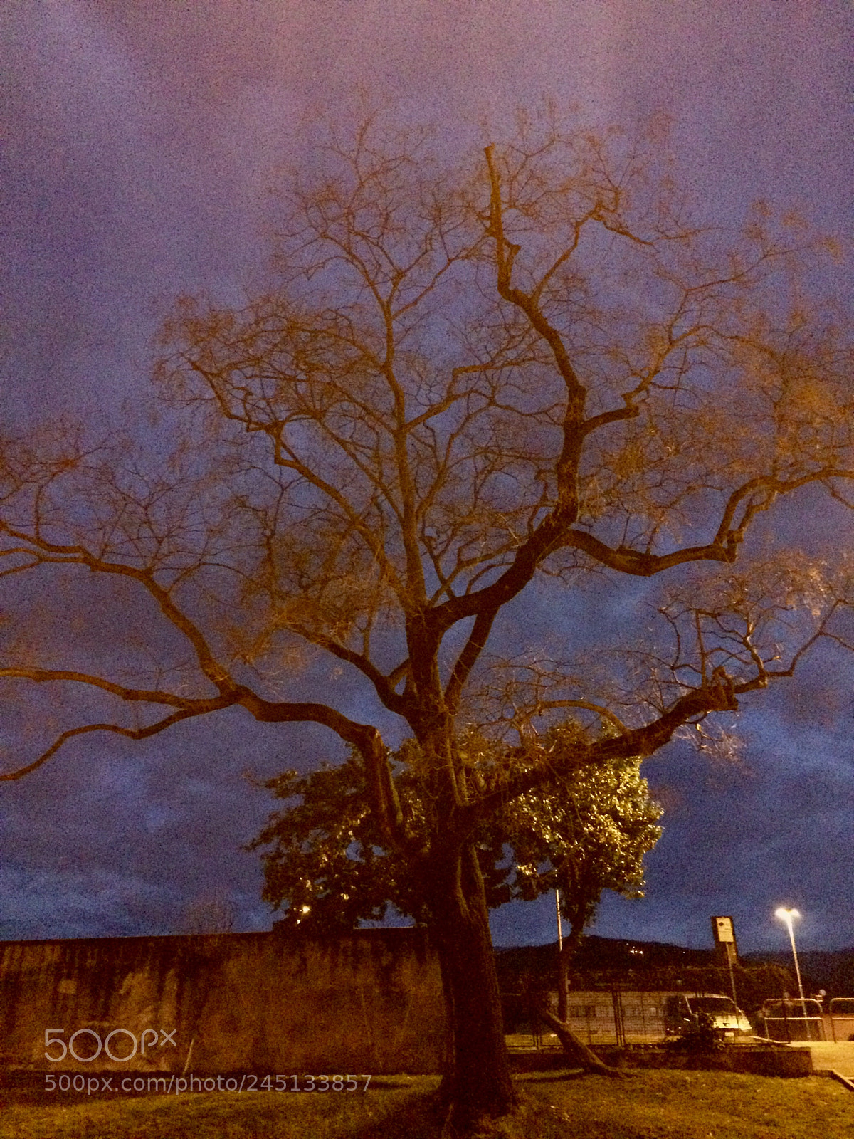 Apple iPhone 5s sample photo. Trees photography