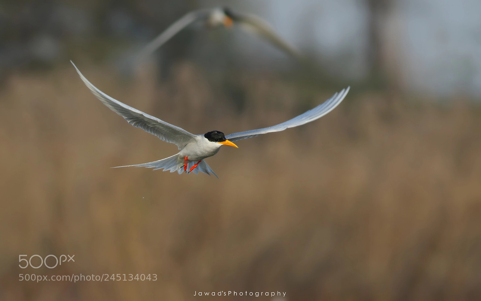 Canon EOS 7D Mark II sample photo. River tern photography