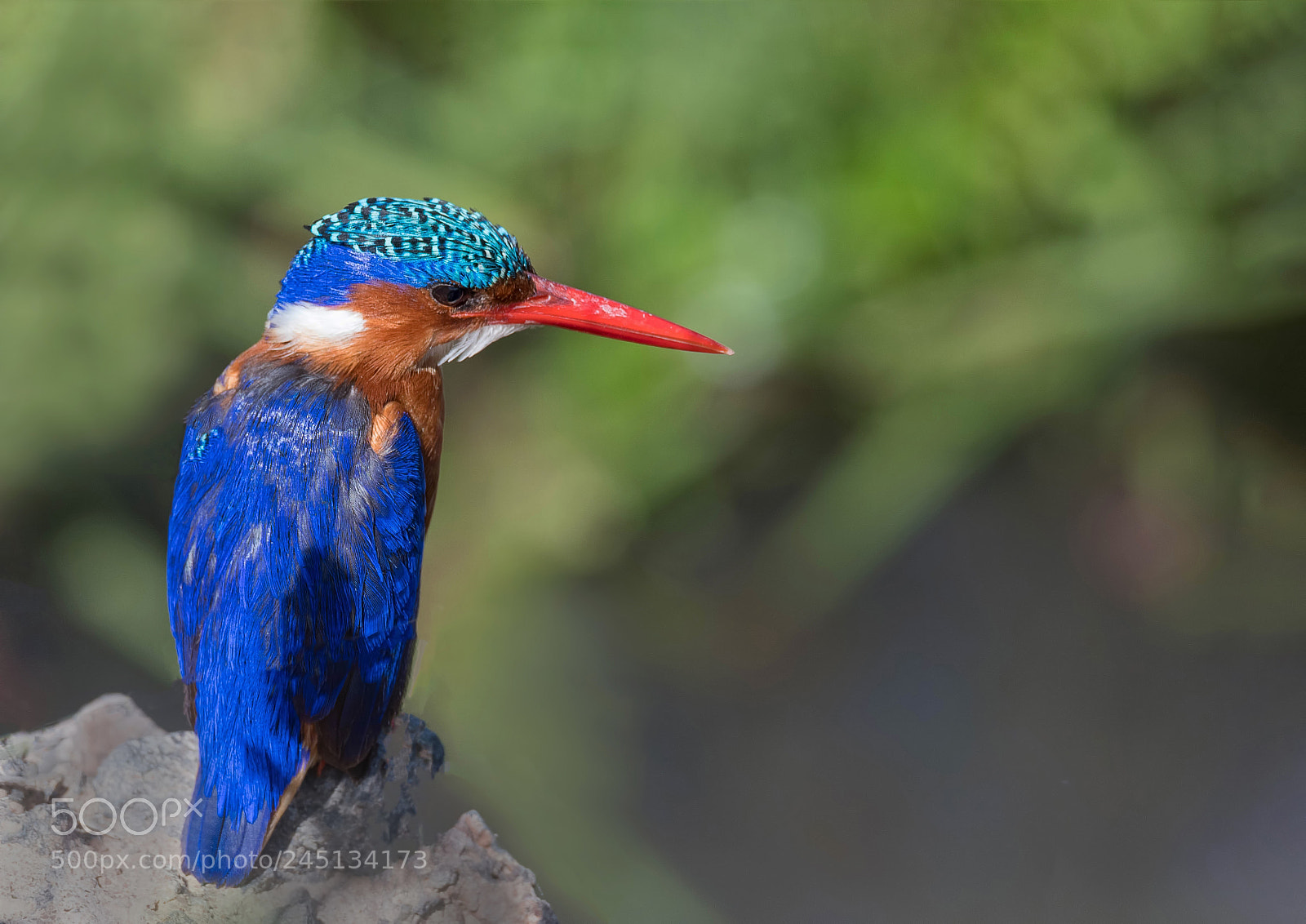 Nikon D500 sample photo. Malachite kingfisher photography