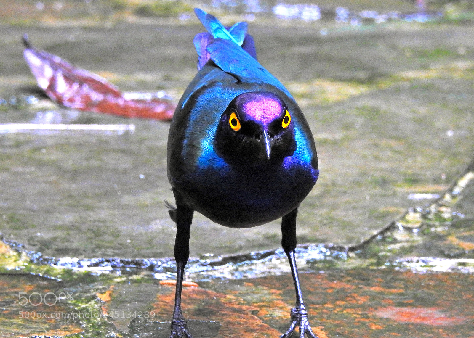 Nikon Coolpix P900 sample photo. Starling photography