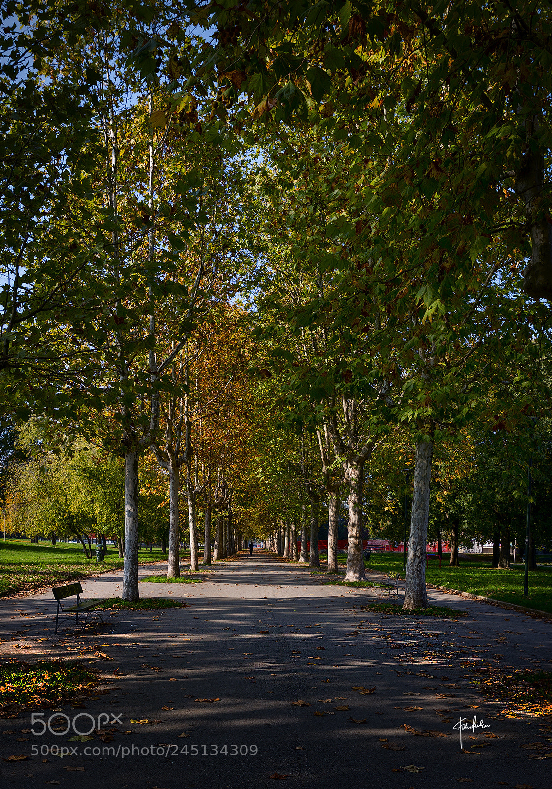 Nikon D800 sample photo. At the park photography