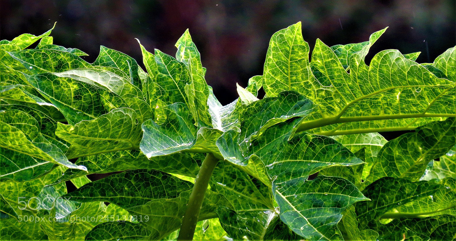 Canon PowerShot SX50 HS sample photo. Deep veins photography