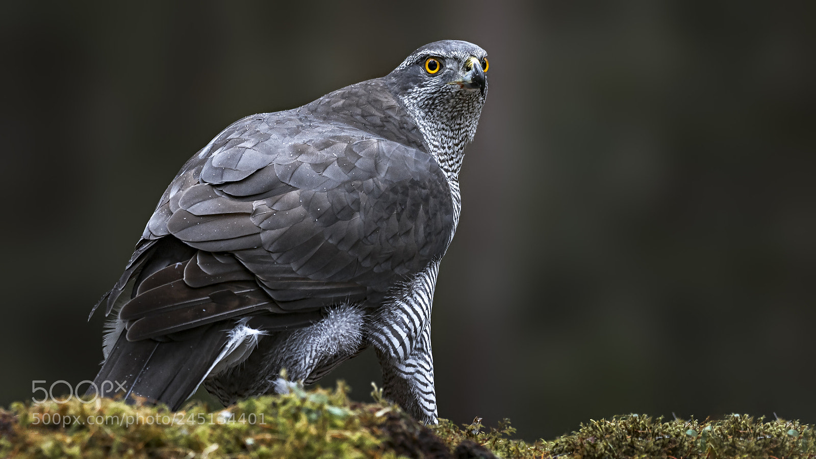 Olympus OM-D E-M1 Mark II sample photo. Hawk photography