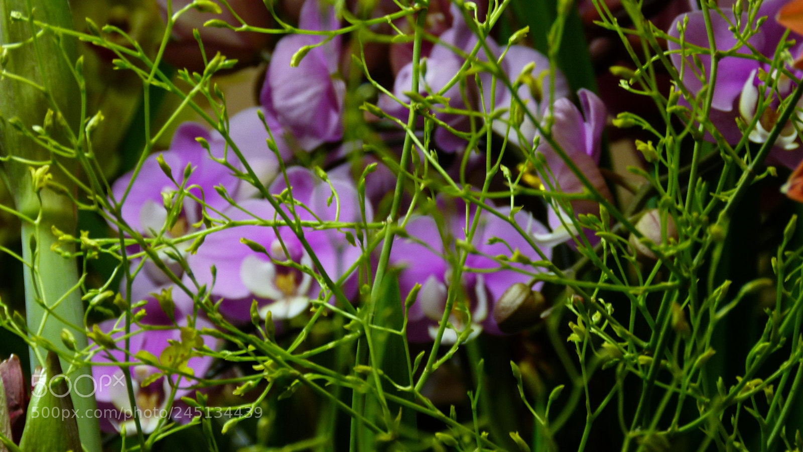 Leica V-Lux 2 sample photo. Untitled photography