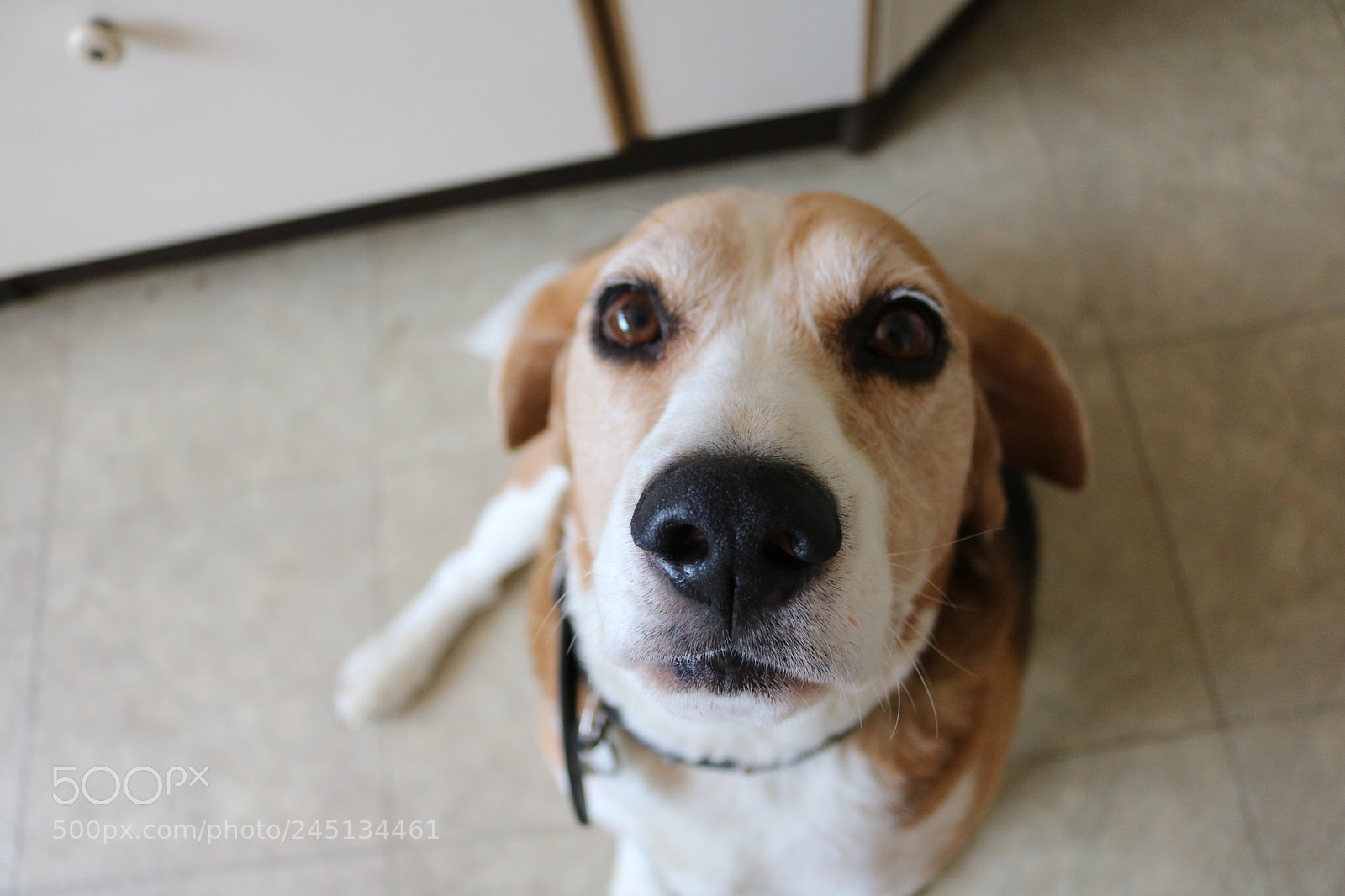 Canon EOS 750D (EOS Rebel T6i / EOS Kiss X8i) sample photo. Img photography