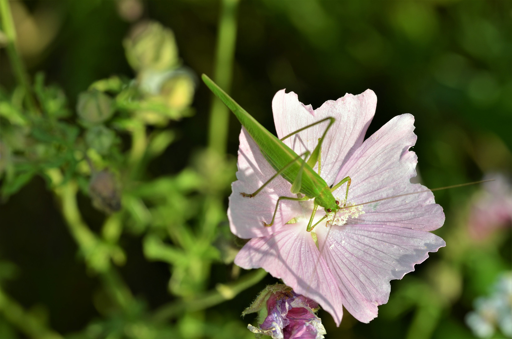 Nikon D5100 + Sigma 105mm F2.8 EX DG OS HSM sample photo. Çekirge ve Çiçek photography