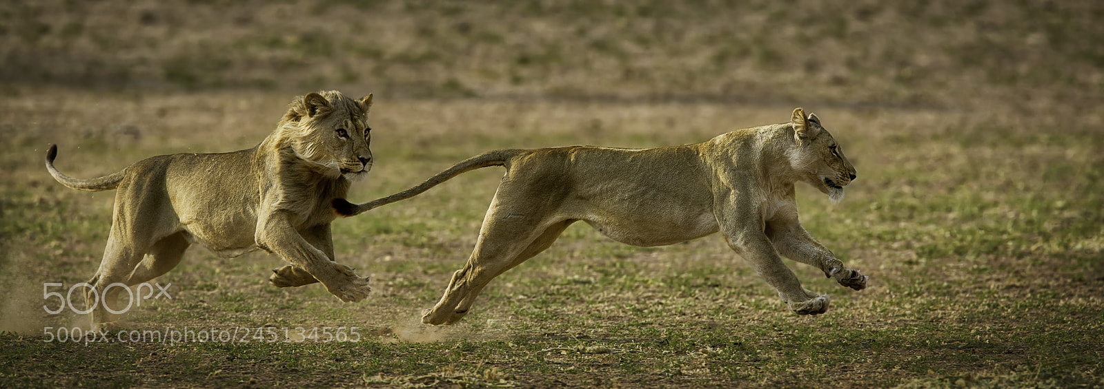 Canon EOS-1D X sample photo. When a lion loves photography