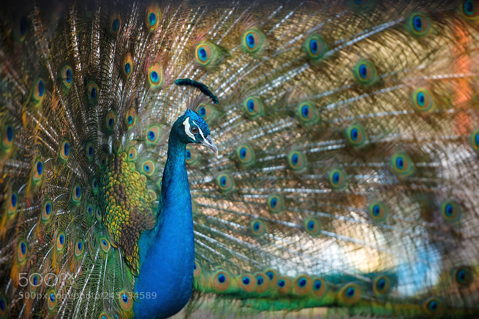 Nikon D800 sample photo. Amazing peacock photography