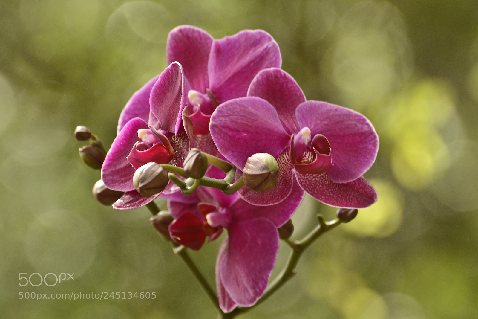 Nikon D7100 sample photo. A beleza est onde photography