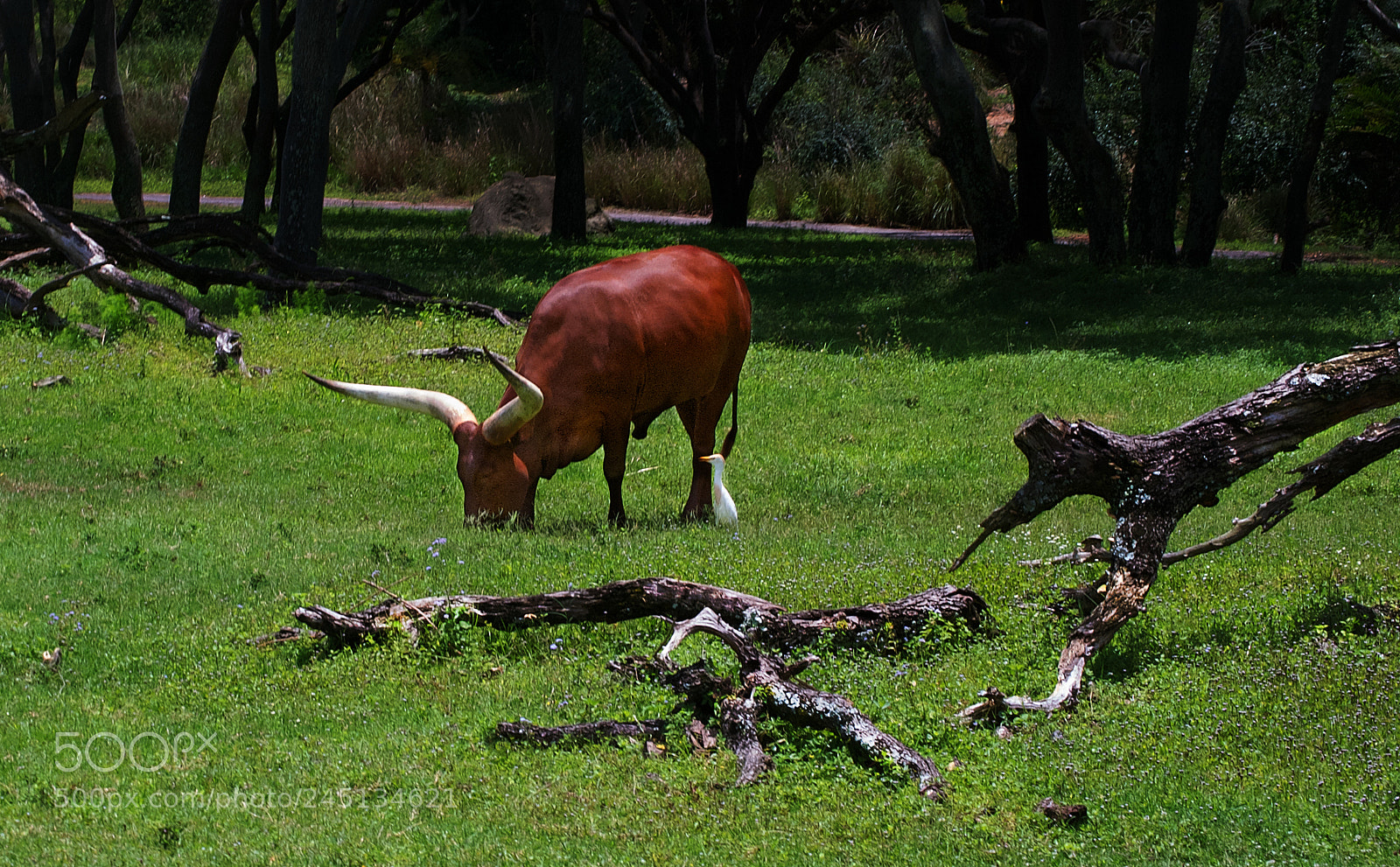 Nikon D40X sample photo. Buddies photography