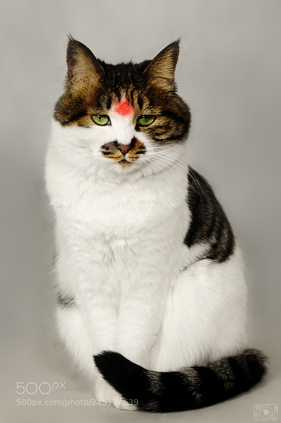 Nikon D300 sample photo. Cat photography