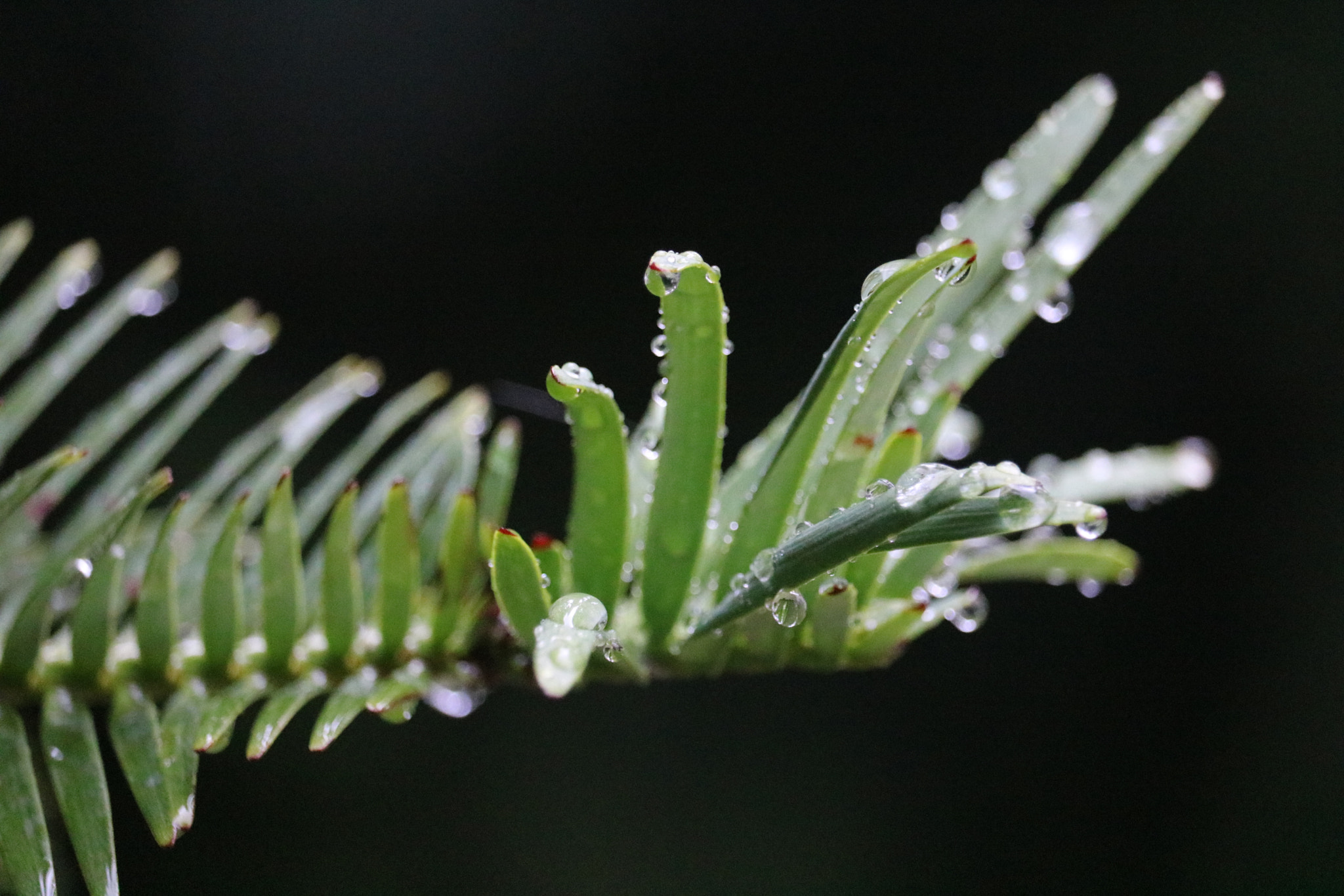 Canon EF-S 55-250mm F4-5.6 IS STM sample photo. Rain pt1 photography