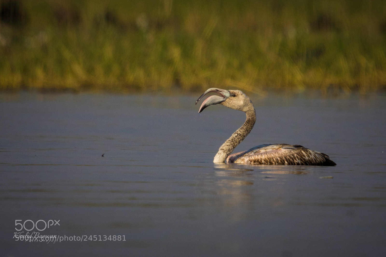 Canon EOS 7D Mark II sample photo. Flamingo juvenile photography