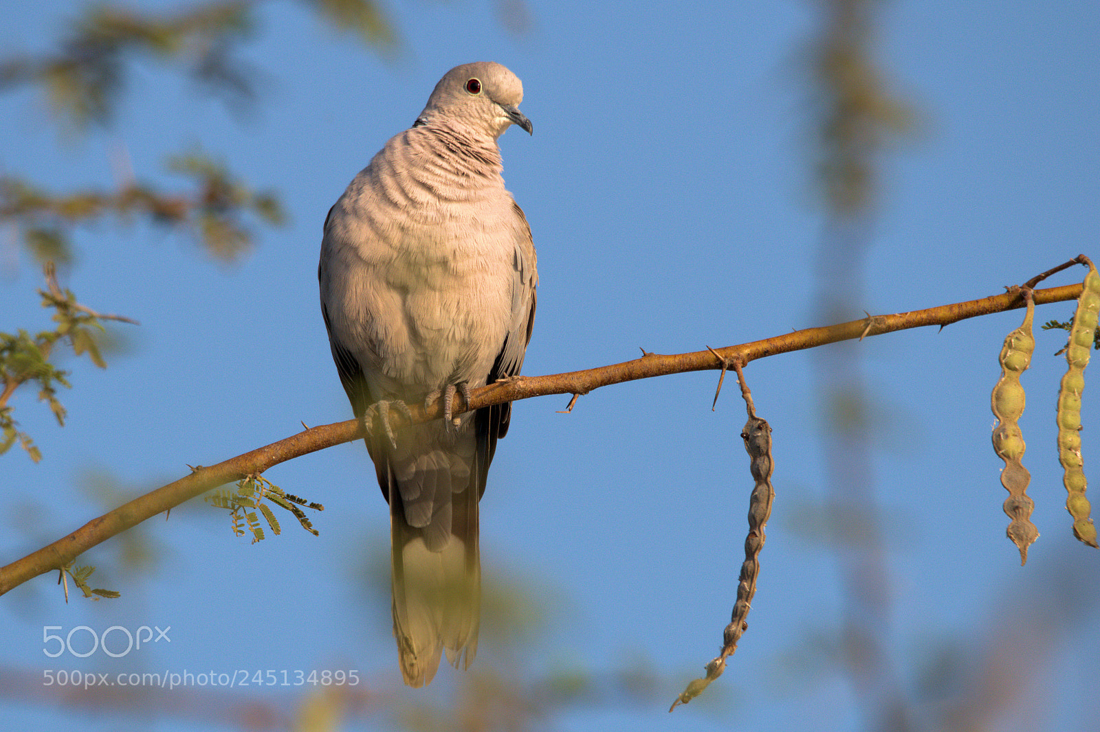 Nikon D5500 sample photo. Pretty dove photography