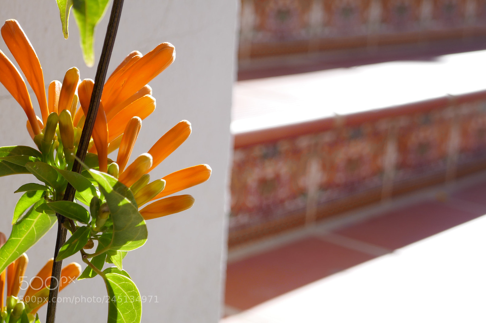 Panasonic Lumix DMC-ZS100 (Lumix DMC-TZ100) sample photo. Flowers and steps photography