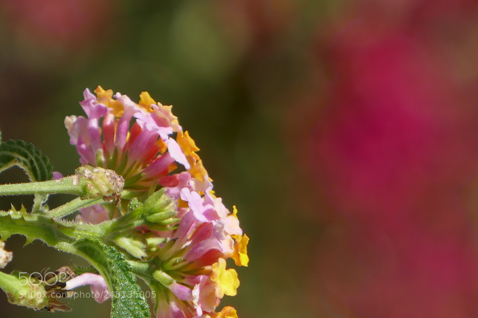 Panasonic Lumix DMC-ZS100 (Lumix DMC-TZ100) sample photo. Flowers in the sun photography