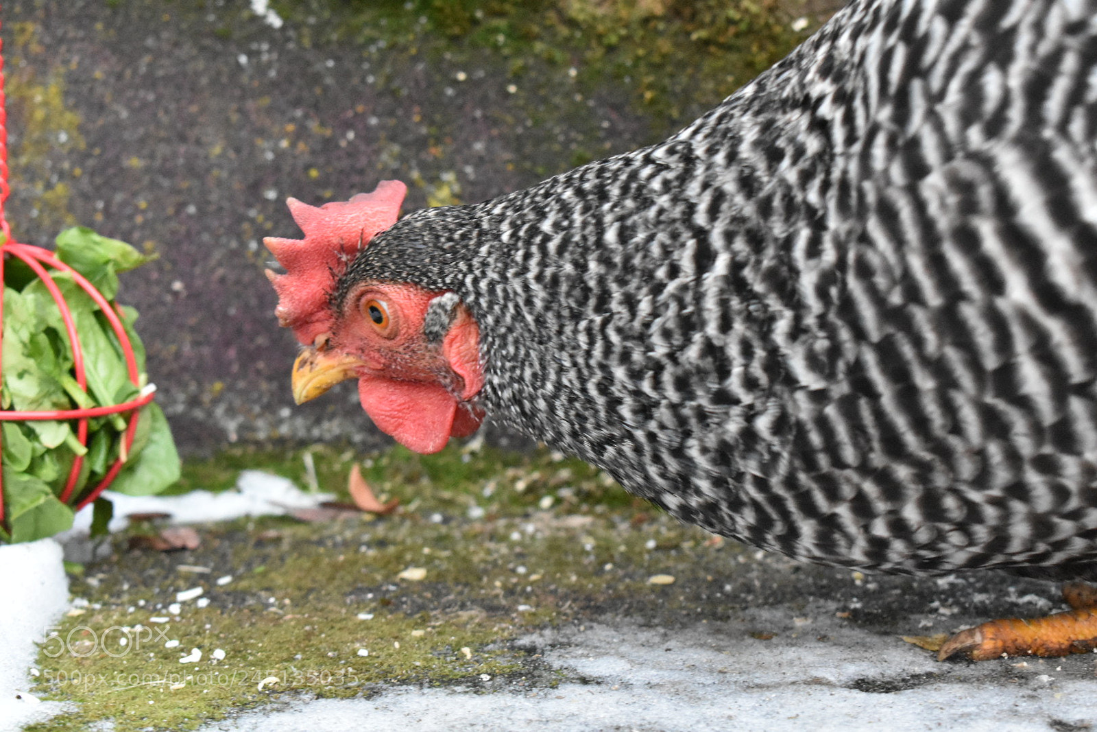 Nikon D3400 sample photo. Crouton photography