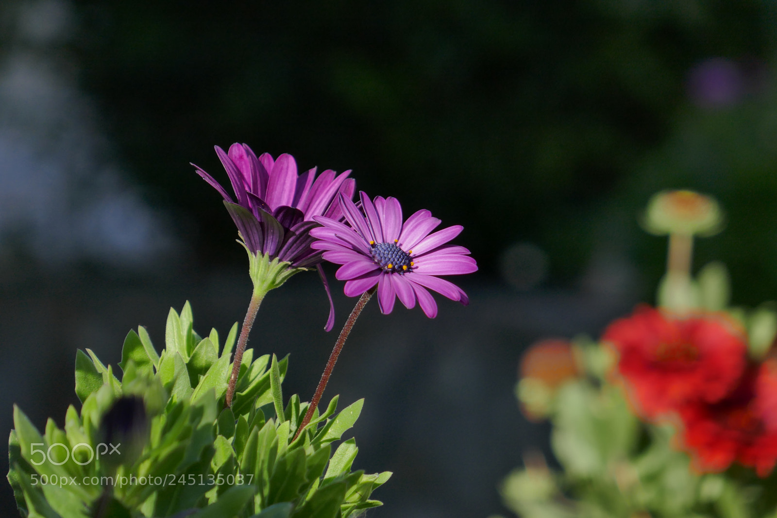 Panasonic Lumix DMC-ZS100 (Lumix DMC-TZ100) sample photo. Purple and red flowers photography