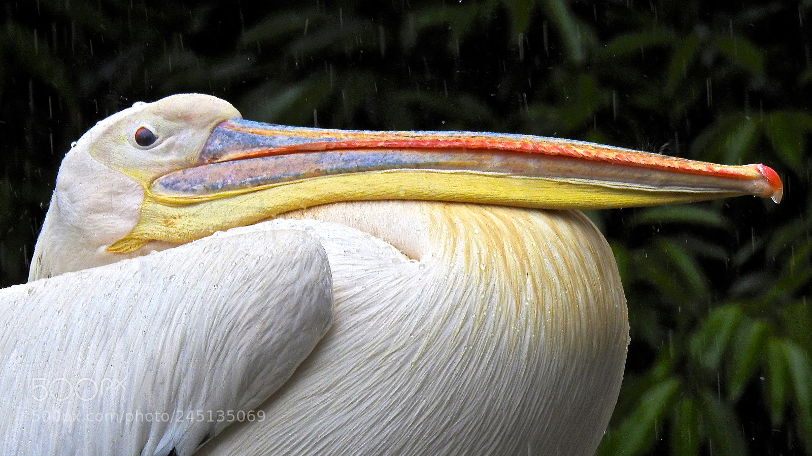 Nikon Coolpix P900 sample photo. Pelican closeup photography