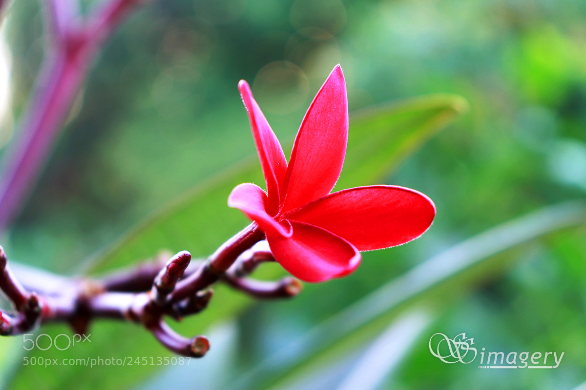 Canon EOS 200D (EOS Rebel SL2 / EOS Kiss X9) sample photo. Rise n shine photography