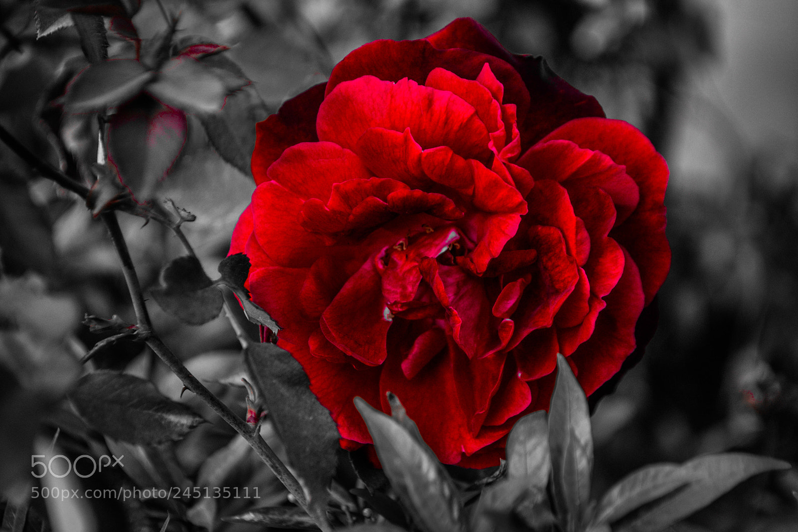 Nikon D3100 sample photo. Untitled photography