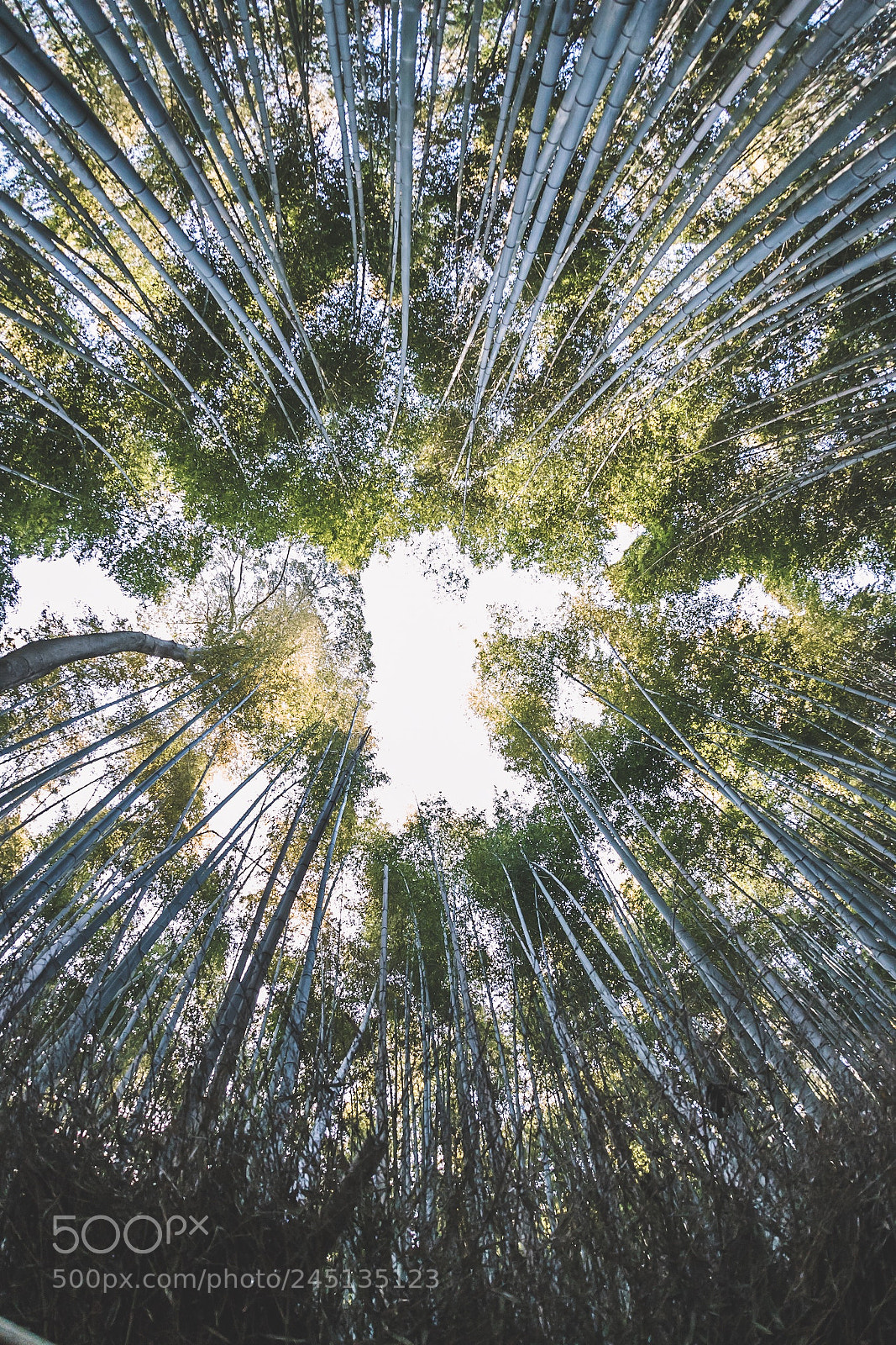 Canon EOS 6D Mark II sample photo. Kyoto arashiyama photography