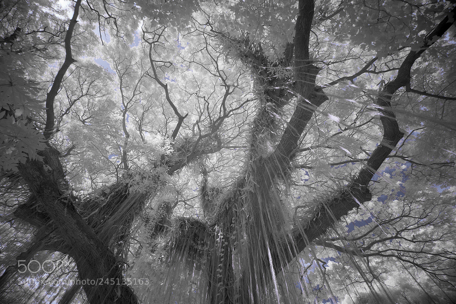 Sony a7R sample photo. Forest trail photography