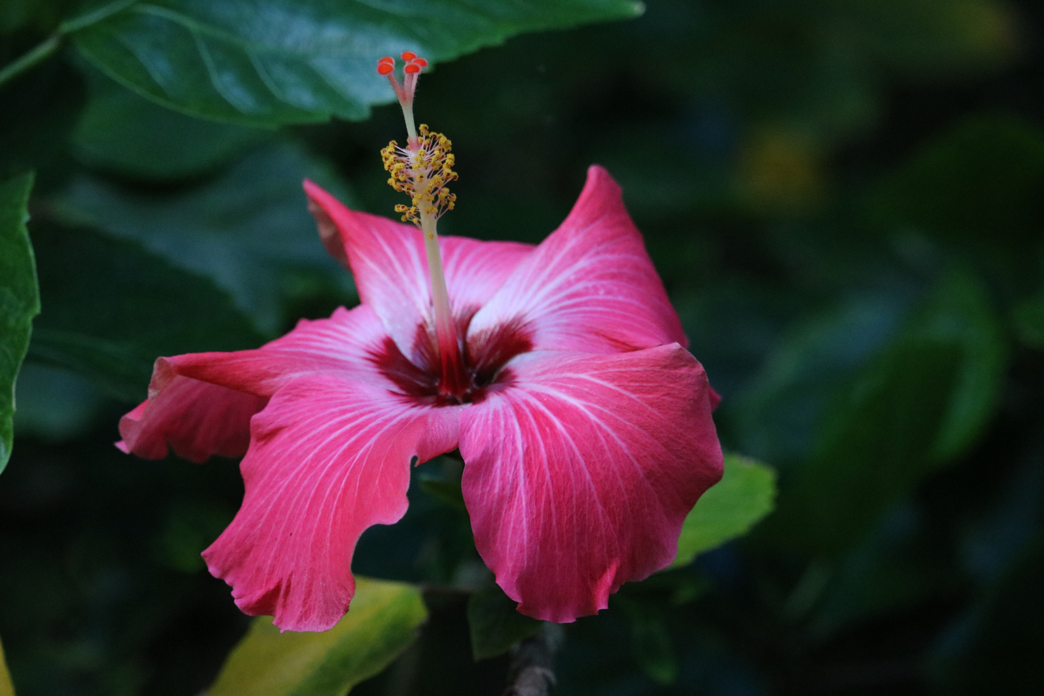 Canon EF-S 55-250mm F4-5.6 IS STM sample photo. Untitled photography