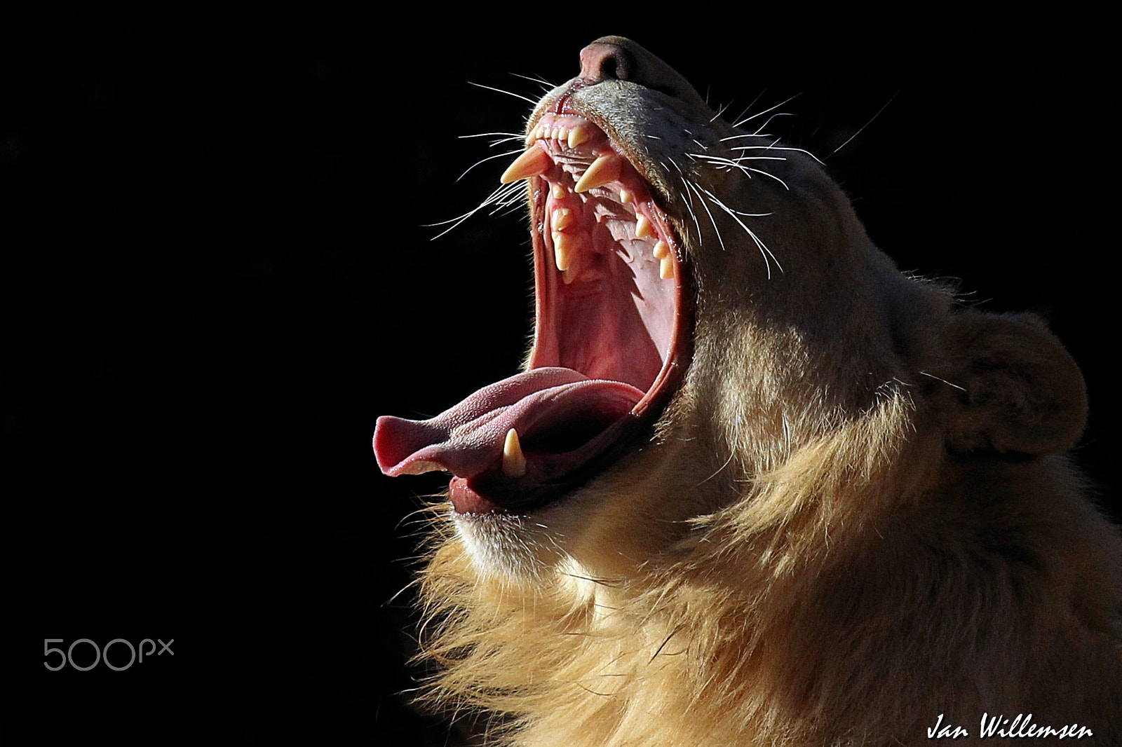 Canon EF 100-400mm F4.5-5.6L IS USM sample photo. Afr. lion photography