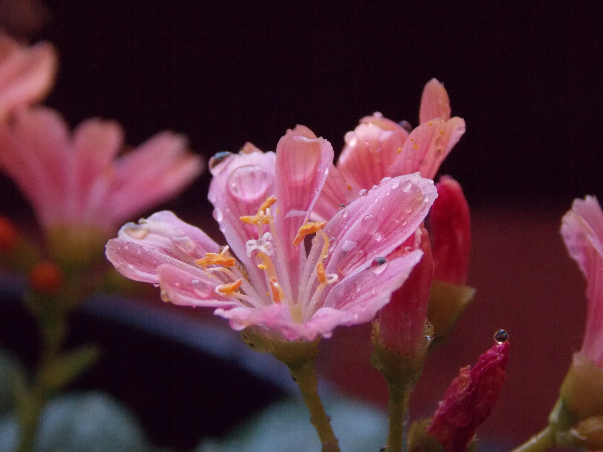 Watered Petals