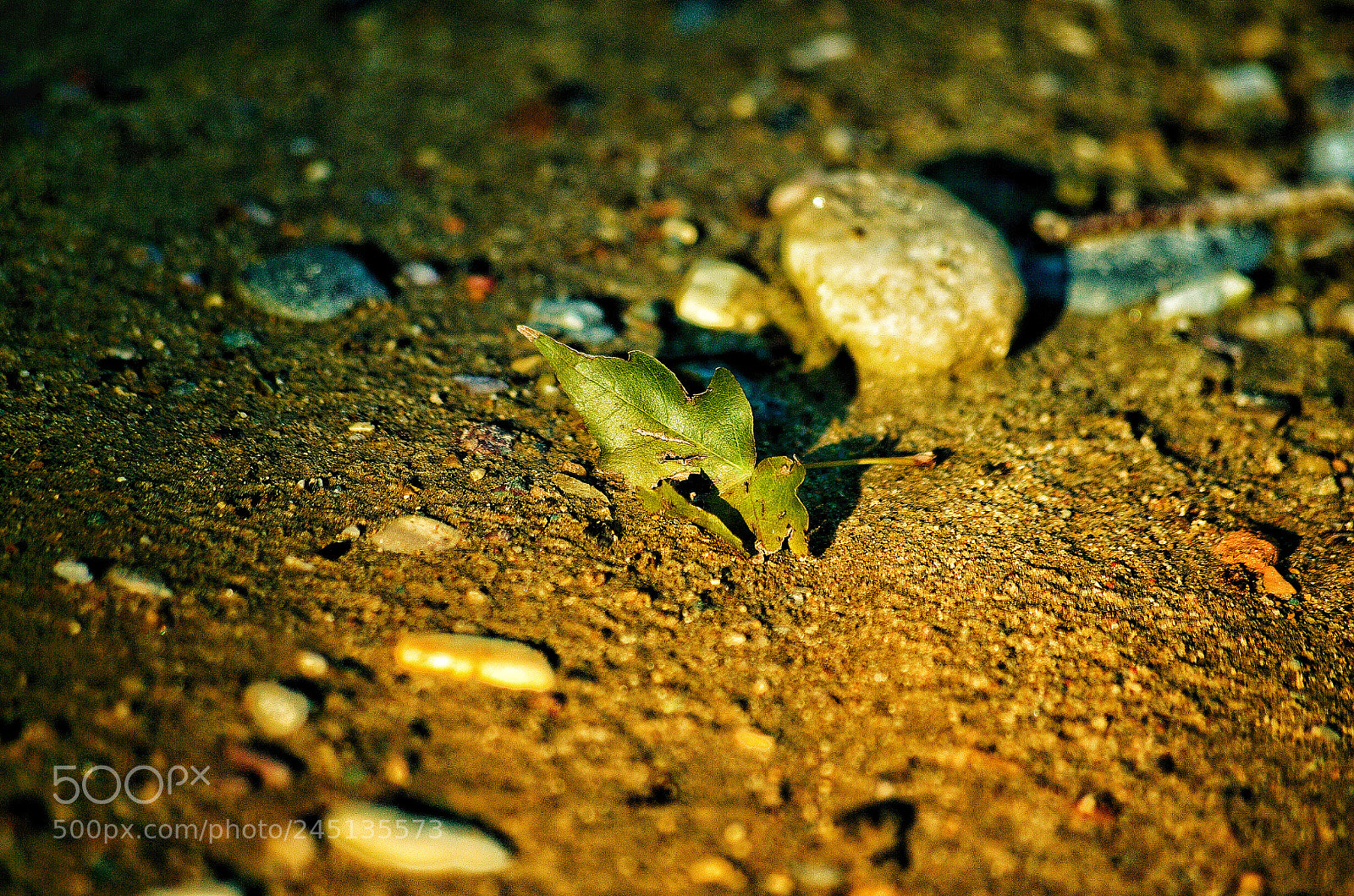 Pentax K-50 sample photo. Untitled photography
