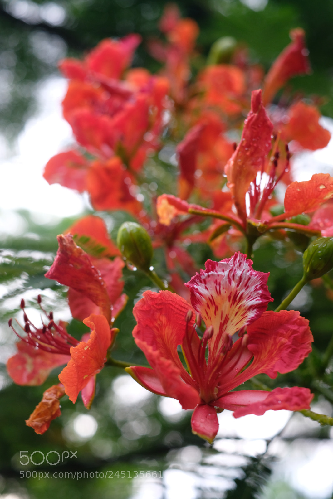 Fujifilm X-T20 sample photo. Flamboyant flower photography