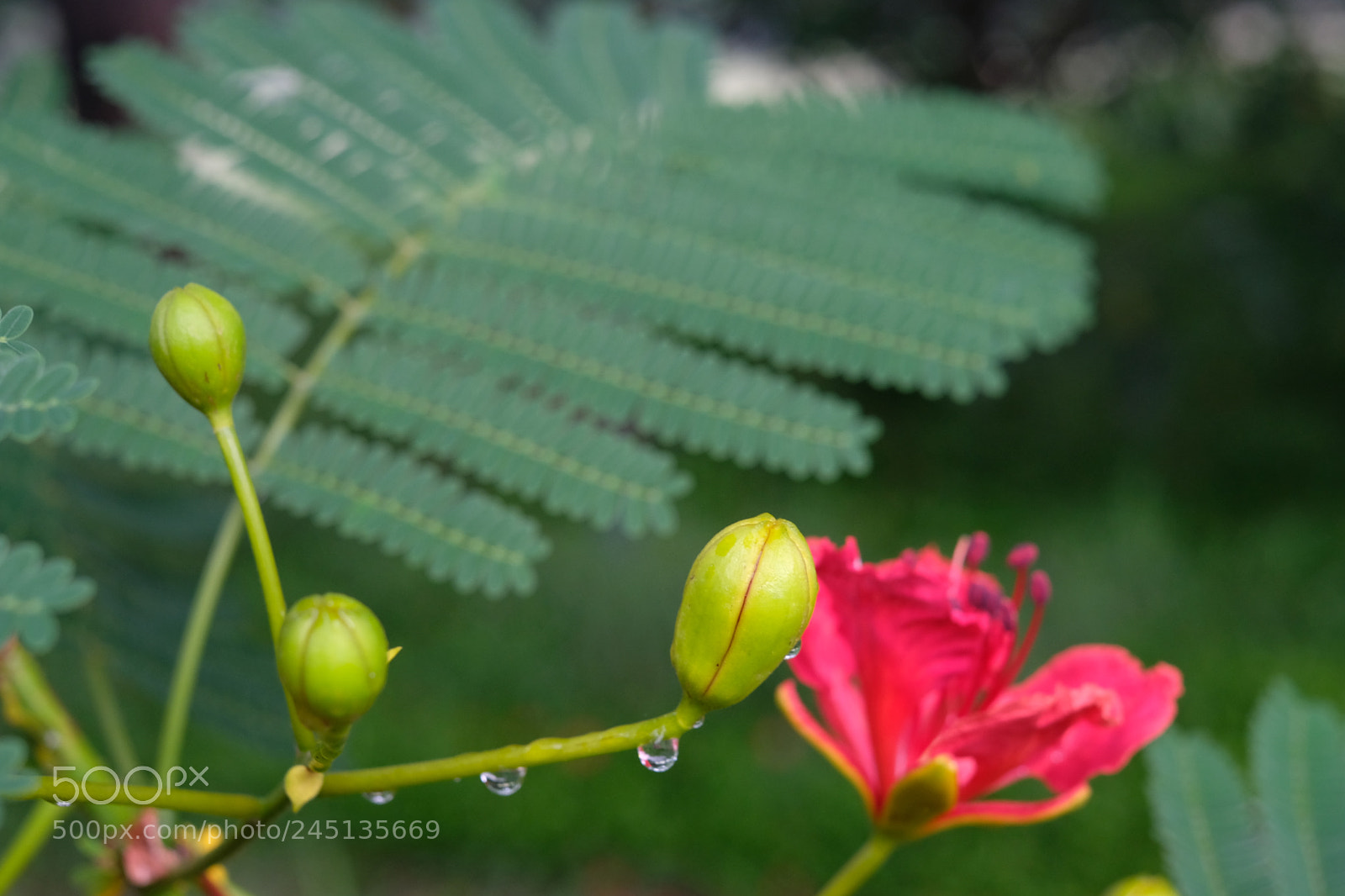 Fujifilm X-T20 sample photo. Flamboyant flower photography
