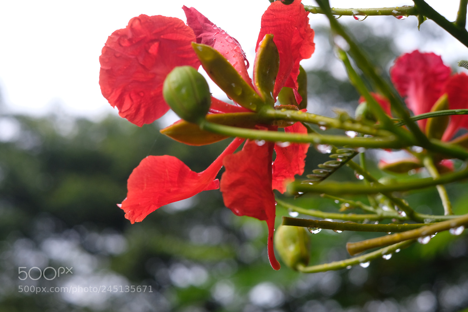 Fujifilm X-T20 sample photo. Flamboyant flower photography