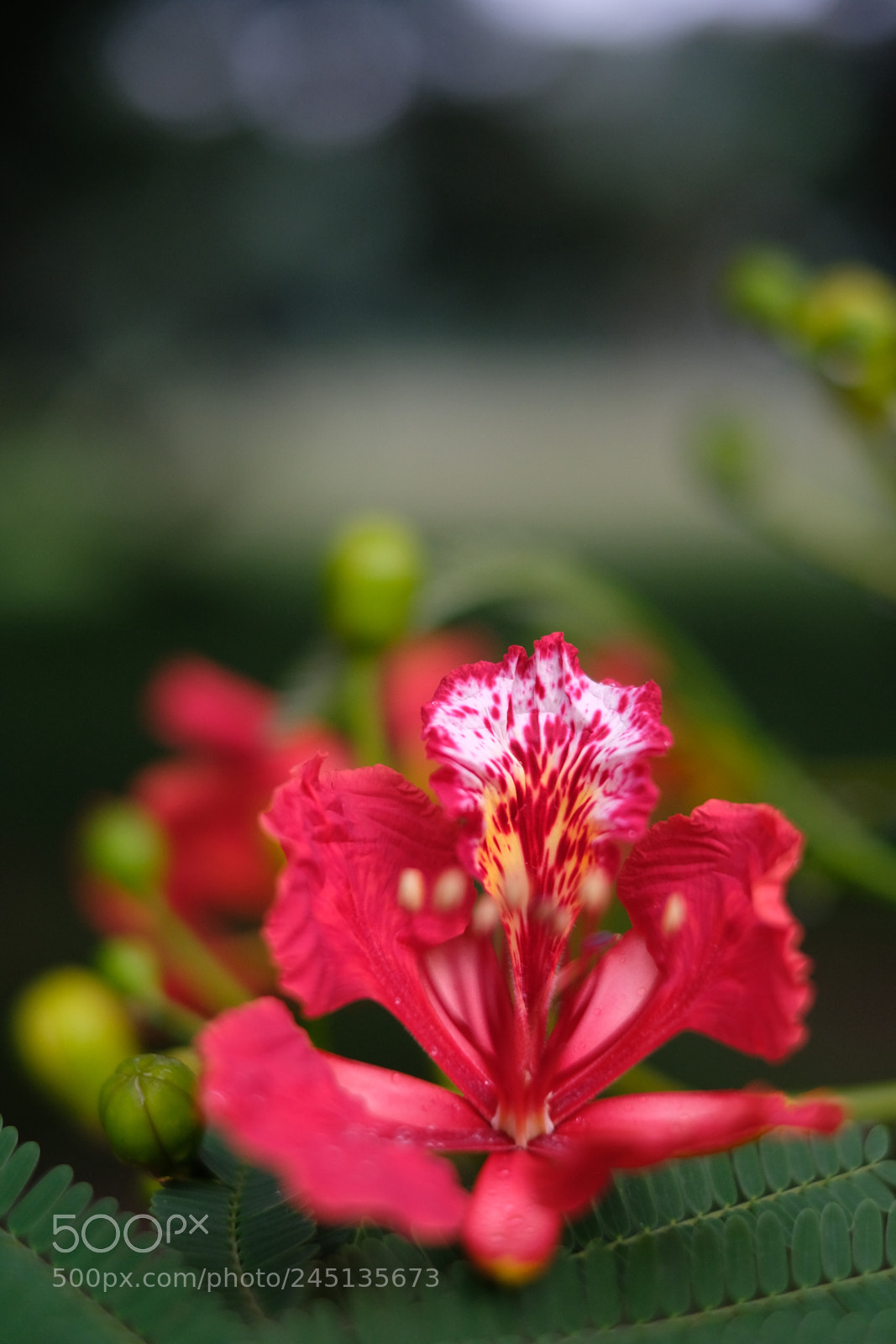 Fujifilm X-T20 sample photo. Flamboyant flower photography