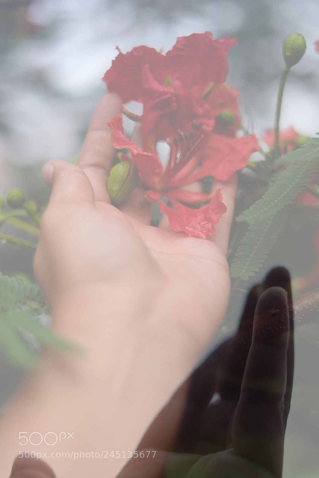 Fujifilm X-T20 sample photo. Flamboyant flower photography