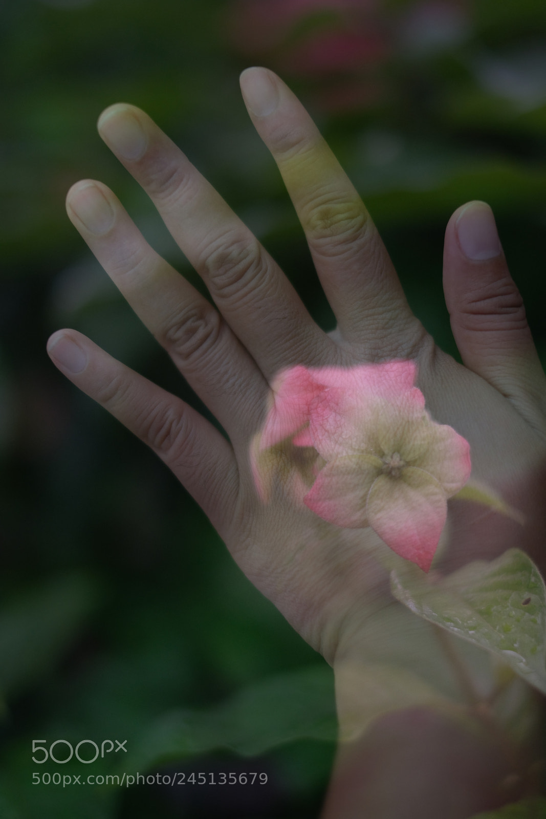Fujifilm X-T20 sample photo. Flamboyant flower photography
