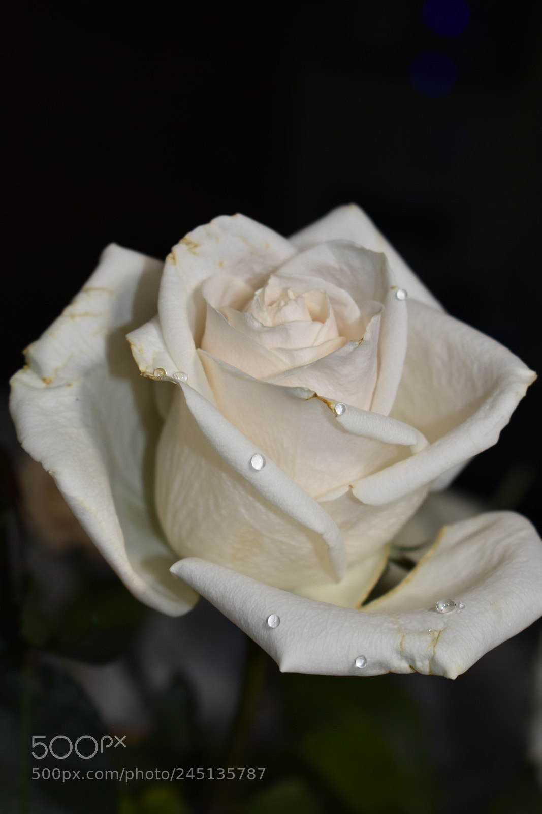 Nikon D3400 sample photo. Fragile photography