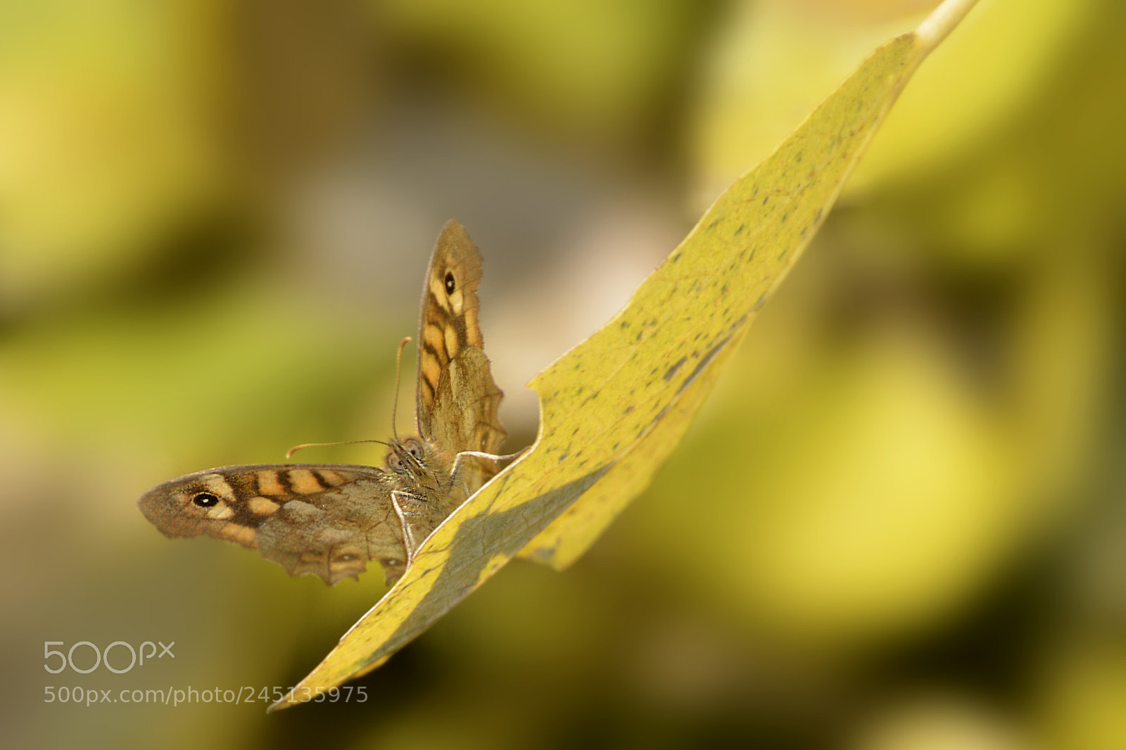 Nikon D5200 sample photo. En noviembre photography