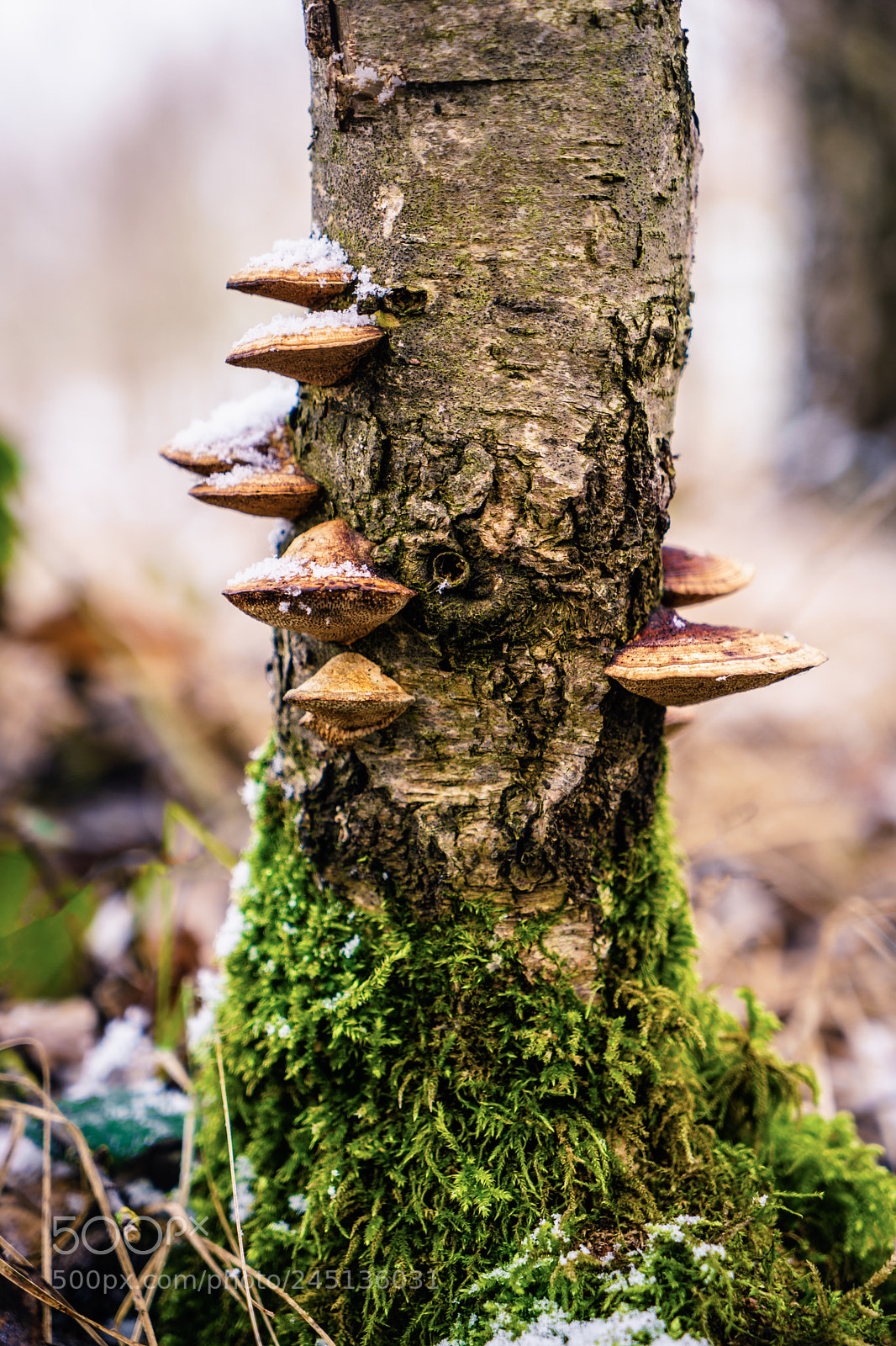 Sony a7 II sample photo. Mushroom hotel photography