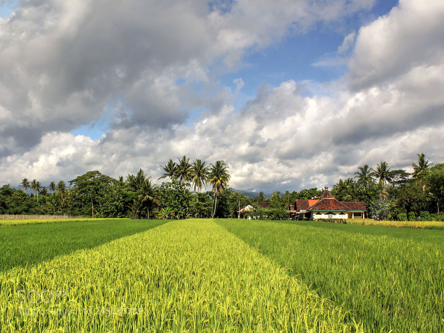Canon EOS 650D (EOS Rebel T4i / EOS Kiss X6i) sample photo. My kampong photography